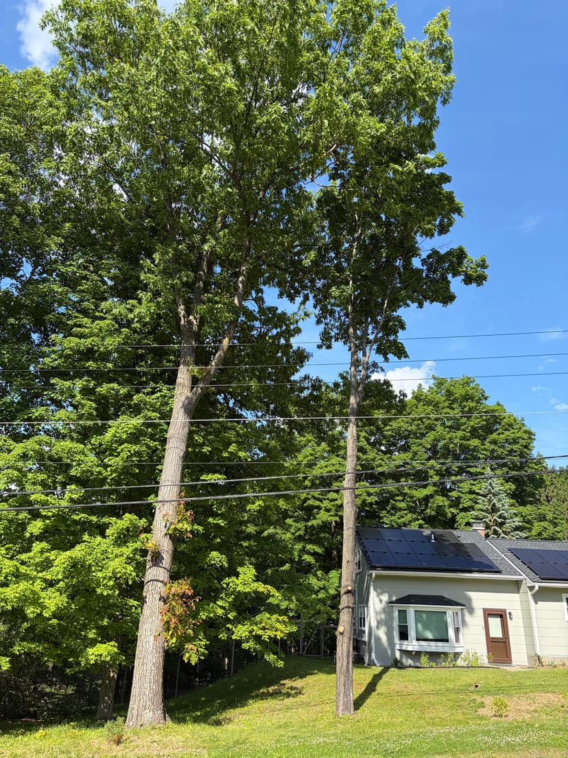 take the trees down